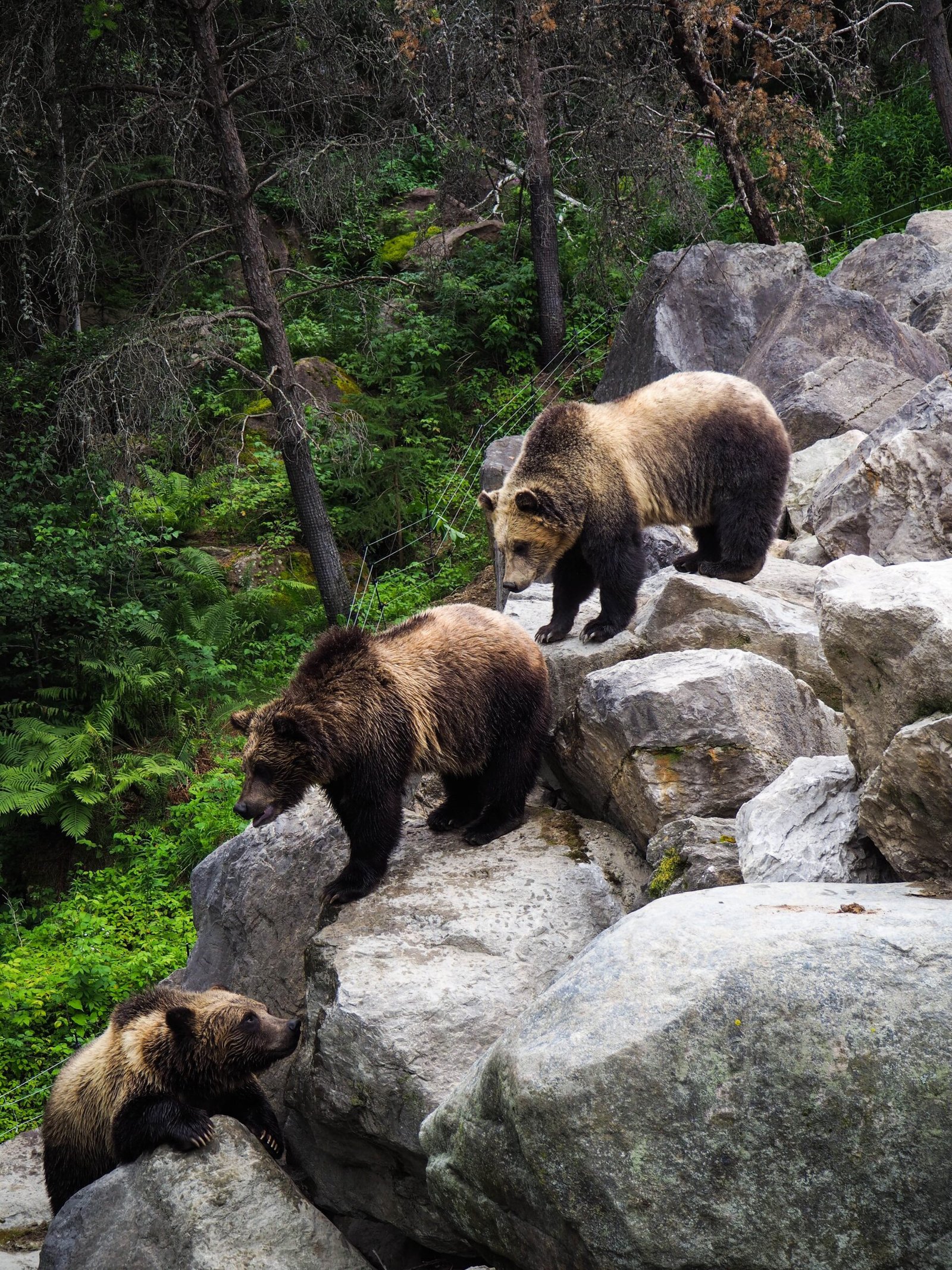 brown bear on gray rock